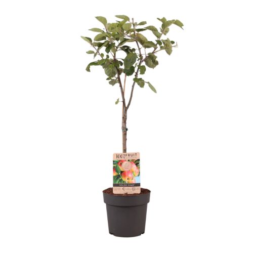 Arbre fruitier 95 cm - image 3